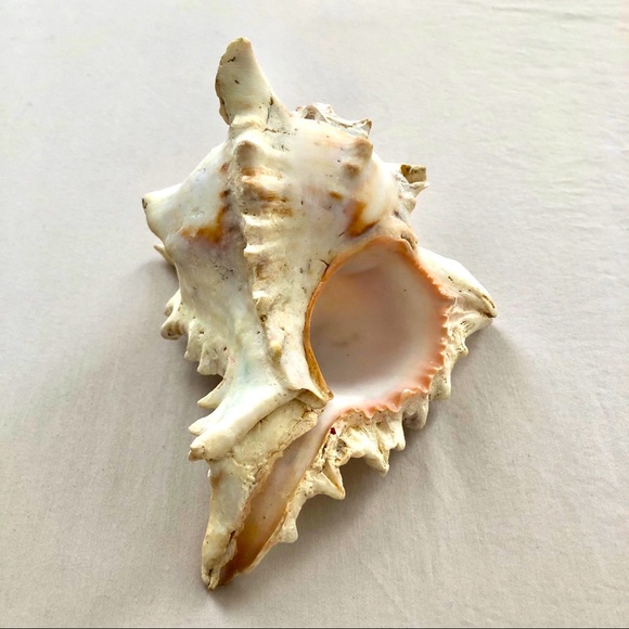 Sea shell - Picture 4 of 4